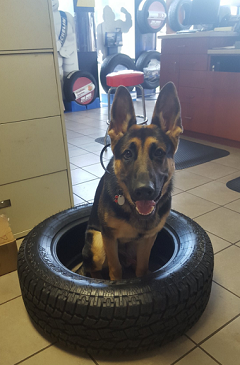 German Shephard named Carter sitting in a tire at Aspen Tire & Auto with tires in the background and a cardboard Michelin Man